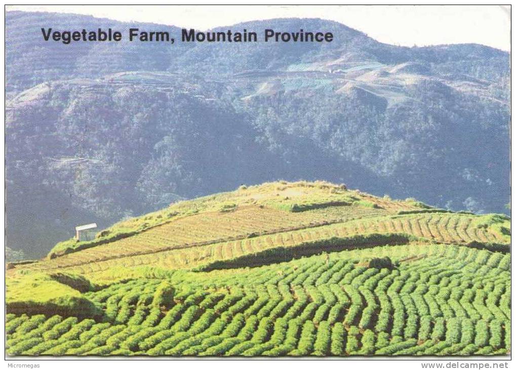 PHILIPPINES - Vegetable Farms In Mountain Province - Philippinen
