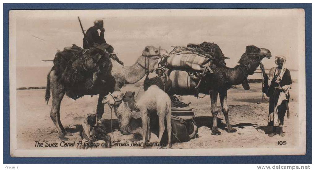 EGYPT - CP THE SUEZ CANAL - A GROUP OF CAMELS NEAR CANTARA - UN GROUPE DE CHAMEAUX PRES D´EL KANTARA - N° 109 ANIMATION - Personnes