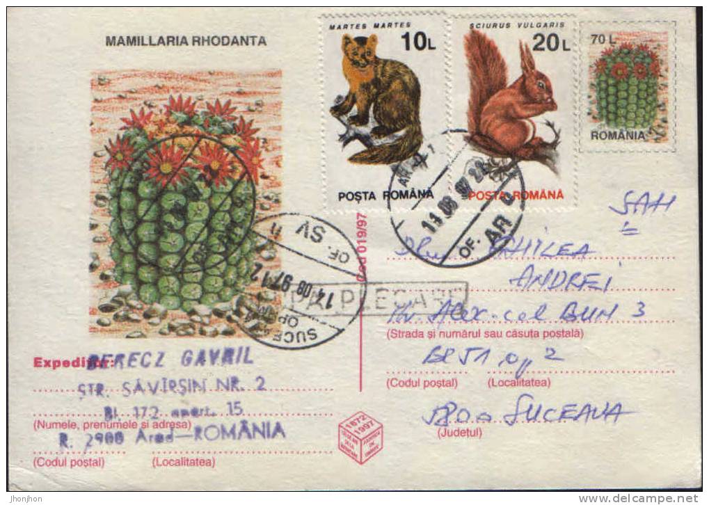 Romania-Postal Stationery Postcard 1997-Cactus-Mamillaria Rhodanta - Cactus