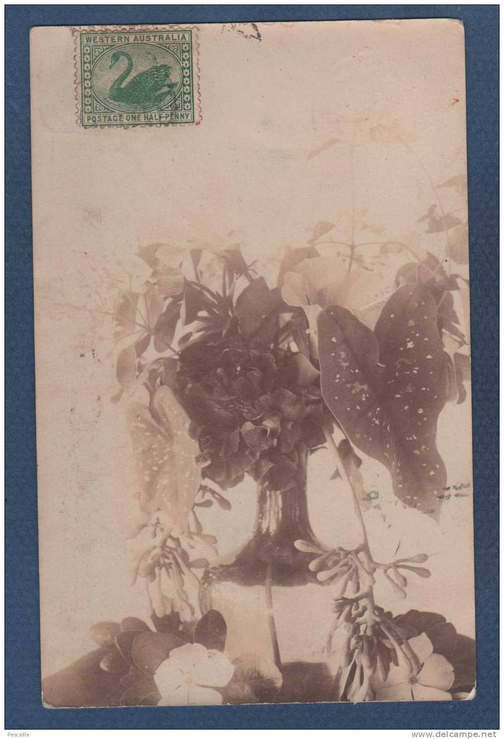 CARTE PHOTO FLEURS DANS UN VASE - 1912 - CIRCULEE STAMP WESTERN AUSTRALIA CYGNE SWAN POSTAGE ONE HALF-PENNY VERT - Cartas & Documentos