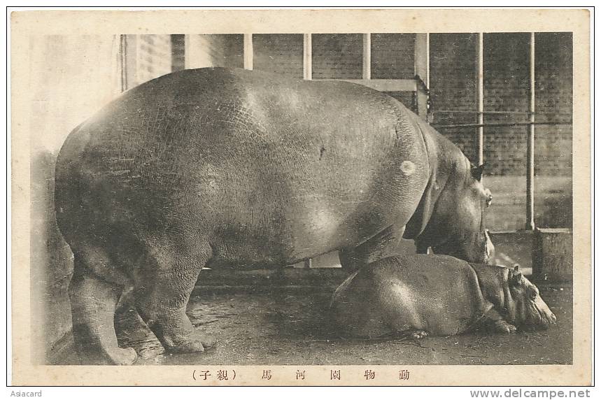 Keijo Seoul Jardin Botanique Hippopotame Hippopotamus And Baby - Corée Du Sud