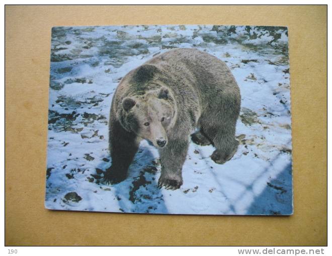 MEDVED JAKA ZOO LJUBLJANA :BEAR - Ours