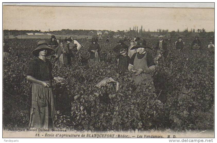 GIRONDE/BLANQUEFORT/ECOLE   D´AGRICULTURE/LES VENDANGES/CPA - Blanquefort