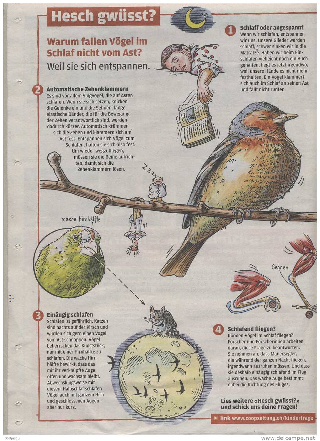 Page  Coop Theme Oiseau Sommeil - Autres & Non Classés