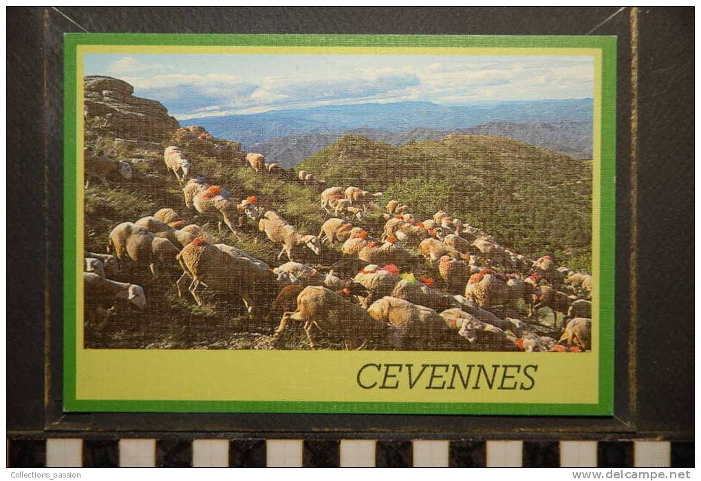 LA TRANSHUMANCE DES BREBIS IMAGES DES CEVENNES - Other & Unclassified