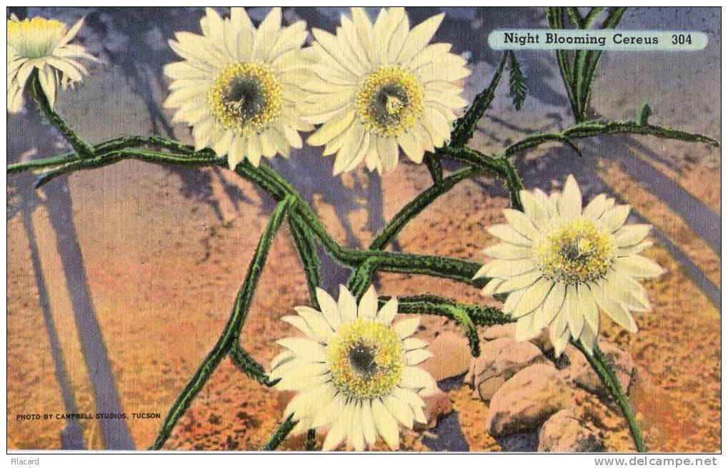 11973  Stati  Uniti    Arizona, Tucson,  Night Blooming Cereus  NV - Tucson