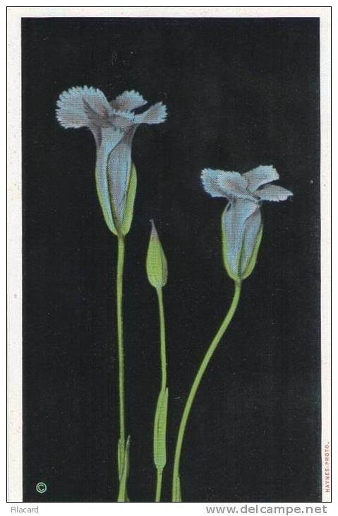 11986  Stati  Uniti  Wyoming,  Yellowstone Park, Gentiana Elegans, Fringed Gentian  NV - Yellowstone