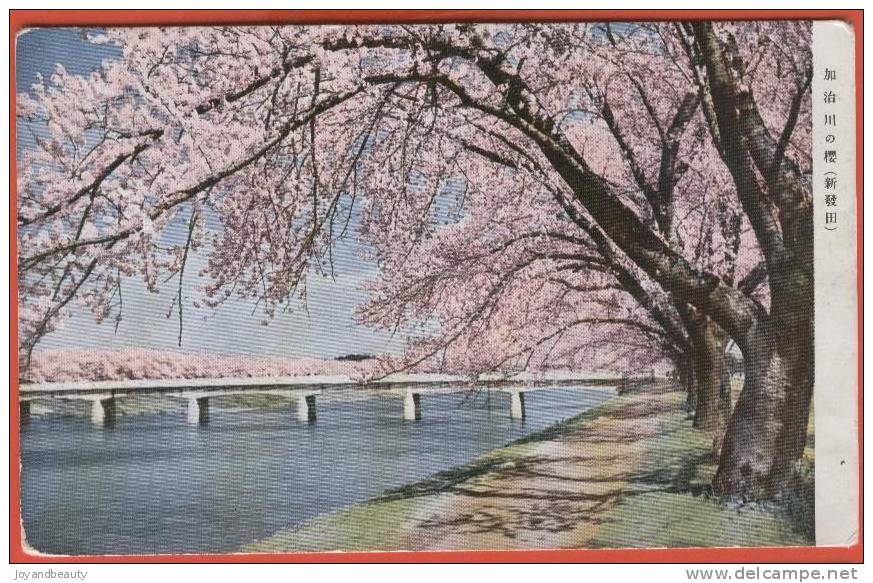 C508, Allée D' Arbres En Fleurs Roses, Non Circulée , Description Au Dos De La Carte  Tout En Chinois ! - Cina