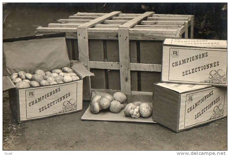 CHAMPIGNON - AGRICULTURE - CHAMPIGNONS DE PARIS CARTE PHOTO - Cultivation