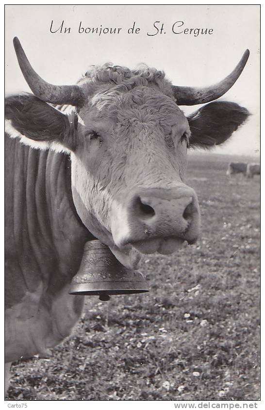 Suisse - Bonjour De Saint Cergue - Agriculture -  Elevage - Vache - Saint-Cergue