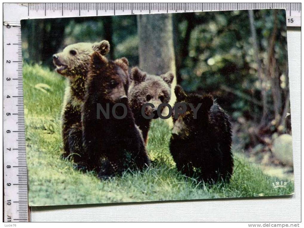 OURS En Liberté  Dans La Réserve Africaine Du CHATEAU De THOIRY En YVELINES - Bears