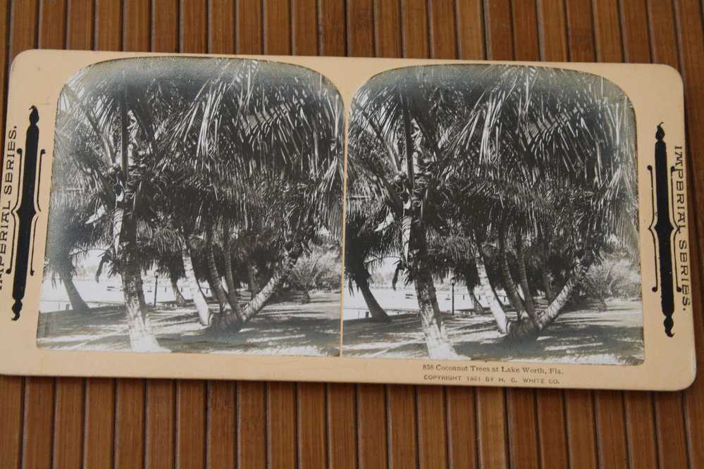 CARD STÉRÉOSCOPIQUE Stéréowiew STEREOSCOPIC Stéréoskopisch:IMPERIAL SERIES 1901 COCOANUT TREES AT LAKE WORTH, FLA. USA - Cartes Stéréoscopiques