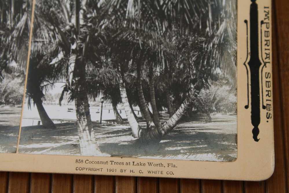 CARD STÉRÉOSCOPIQUE Stéréowiew STEREOSCOPIC Stéréoskopisch:IMPERIAL SERIES 1901 COCOANUT TREES AT LAKE WORTH, FLA. USA - Stereoscope Cards