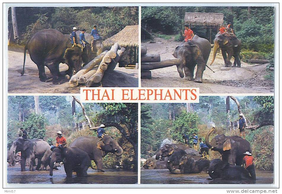 C.P.M. THAI ELEPHANTS - Elefanten