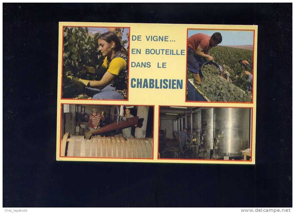 CP (89) Vendanges Dans Le Chablisien - Other & Unclassified