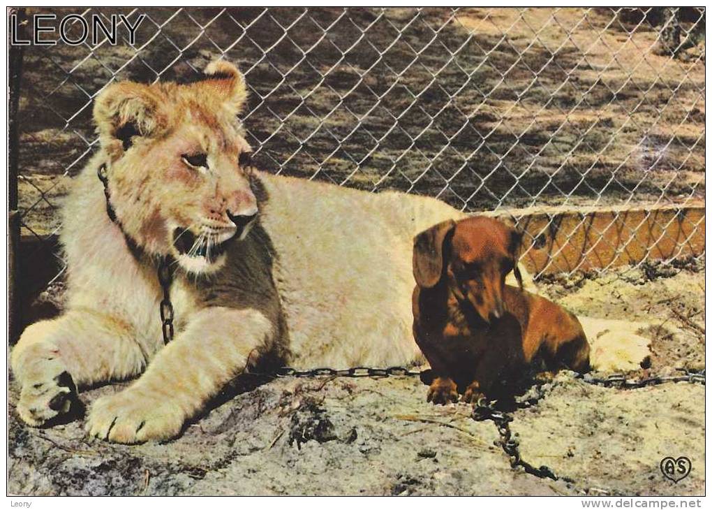 CPSM Ou CPM Du PARC ZOOLOGIQUE De La PALMYRE (17) - Le Lion Et Le Teckel - Leeuwen