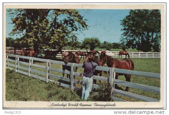 Kentucky - Blue Grass Horse Farm - Otros & Sin Clasificación