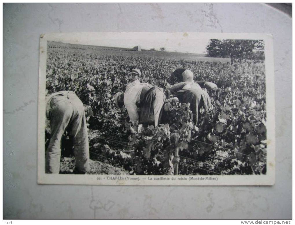 VDS CPA CHABLIS LA CUEILLETTE DU RAISON (MONT DE MILIEU) LES CUEILLEURS EN PLEINE ACTIVITE CARTE RARE - Chablis