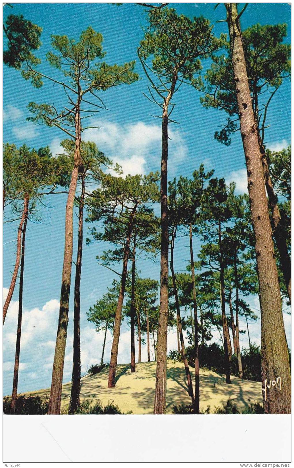 Cp , RÉGIONS , AQUITAINE , A Proximité De L'Océan , Les Pins Dans La Dune - Aquitaine