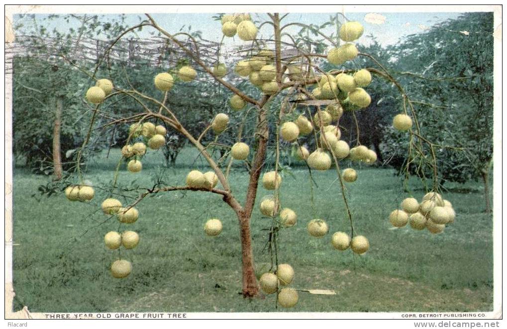 11689  Stati  Uniti   Georgia, Augusta,  Thtee Year Old Grape Fruit Tree  VG  1913 - Augusta