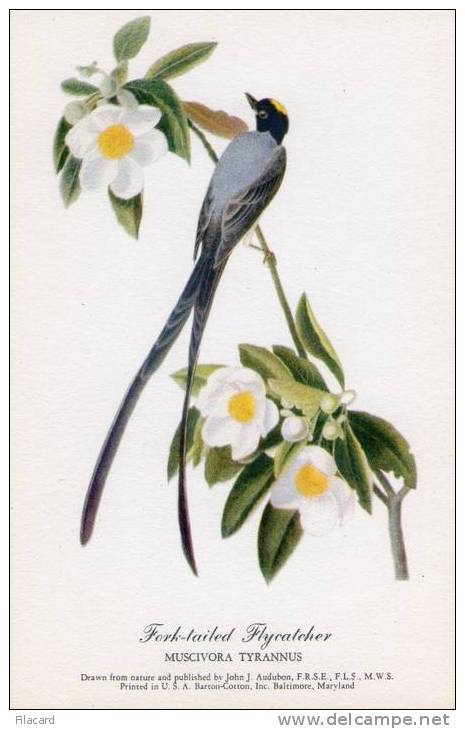 11693  Stati  Uniti    Maryland, Baltimore,  Fork-tailed  Flycatcher,  Muscivora Tyrannus  NV - Baltimore