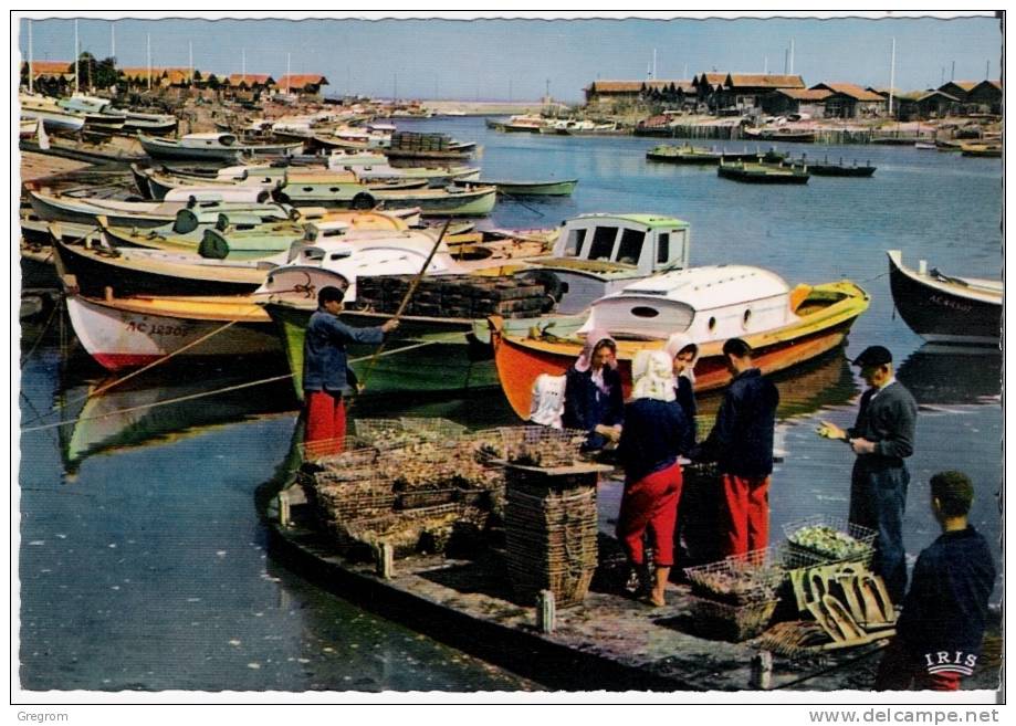 33 : Bassin D ´ ARCACHON , Scene Ostreicole , Triage Des Huitres  , Bateaux , Métier   CPSM 10 X 15 - Sonstige & Ohne Zuordnung