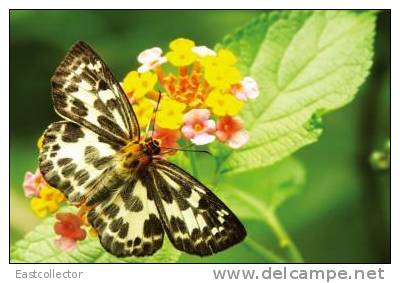 Butterfly S-t-a-m-p-ed Card 0349-5 - Mariposas