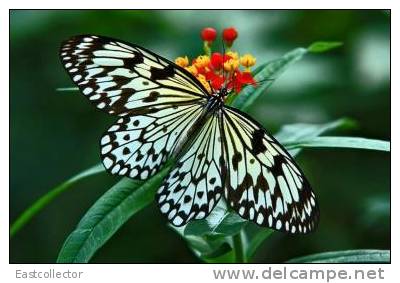 Butterfly S-t-a-m-p-ed Card 0349-5 - Mariposas