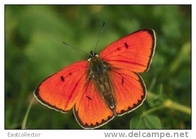 Butterfly S-t-a-m-p-ed Card 0349-5 - Schmetterlinge