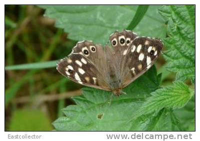 Butterfly S-t-a-m-p-ed Card 0349-5 - Mariposas