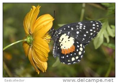 Butterfly S-t-a-m-p-ed Card 0349-5 - Schmetterlinge