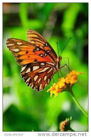 Butterfly S-t-a-m-p-ed Card 0349-5 - Mariposas