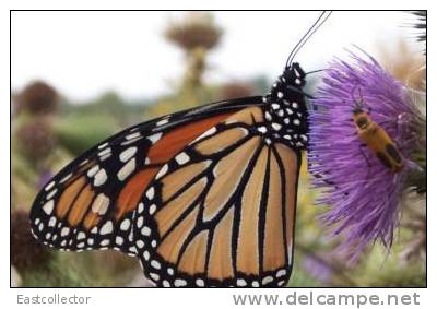 Butterfly S-t-a-m-p-ed Card 0349-5 - Butterflies