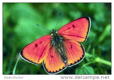 Butterfly S-t-a-m-p-ed Card 0349-5 - Mariposas