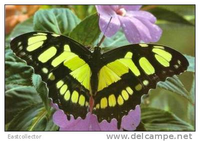 Butterfly S-t-a-m-p-ed Card 0349-5 - Mariposas