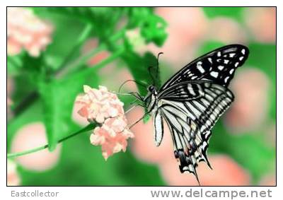 Butterfly S-t-a-m-p-ed Card 0349-6 - Mariposas