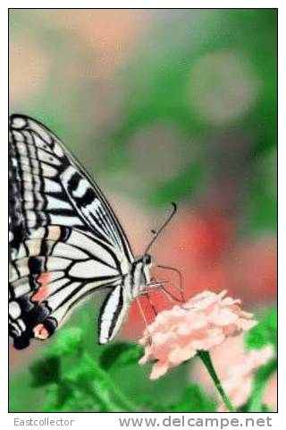 Butterfly S-t-a-m-p-ed Card 0349-6 - Mariposas