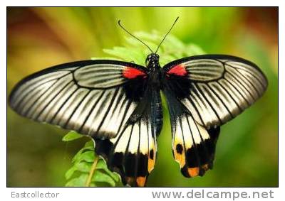 Butterfly S-t-a-m-p-ed Card 0349-6 - Mariposas