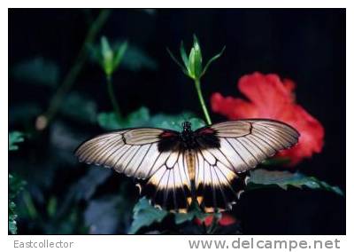 Butterfly S-t-a-m-p-ed Card 0349-6 - Butterflies