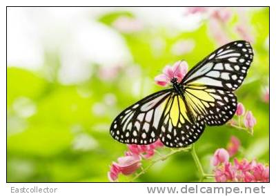 Butterfly S-t-a-m-p-ed Card 0349-6 - Butterflies