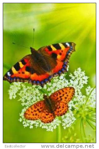 Butterfly S-t-a-m-p-ed Card 0349-6 - Papillons