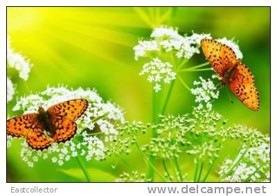 Butterfly S-t-a-m-p-ed Card 0349-6 - Mariposas
