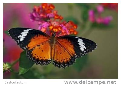 Butterfly S-t-a-m-p-ed Card 0349-6 - Mariposas