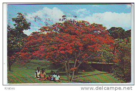 Postcard - Trinidad, Flamboyant     (1366) - Trinidad