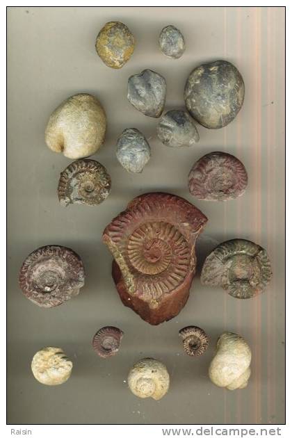 Lot De Fossiles Divers  Brachiopodes Térébratules Ammonites Quelques Pyriteuses Gastéropodes Bivalve Oursin - Fossiles