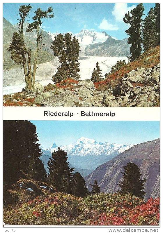 Riederalp Bettmeralp Aletschgletscher Naturschutzgebiet Aletschwald 1976 - Bettmeralp