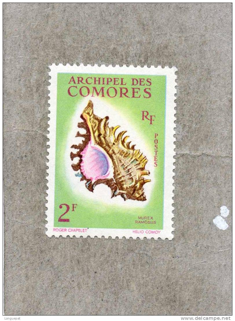 COMORES :   Coquillage : Murex Ramosus - Neufs