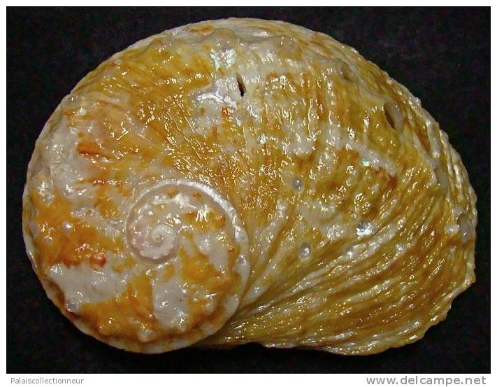 N°3631 //  HALIOTIS OVINA SP.  "Nelle-CALEDONIE" // F+ : GEANT : 65,5mm //   RARE . - Seashells & Snail-shells