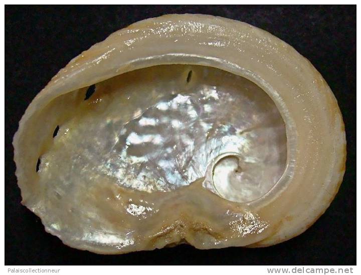 N°3631 //  HALIOTIS OVINA SP.  "Nelle-CALEDONIE" // F+ : GEANT : 65,5mm //   RARE . - Muscheln & Schnecken