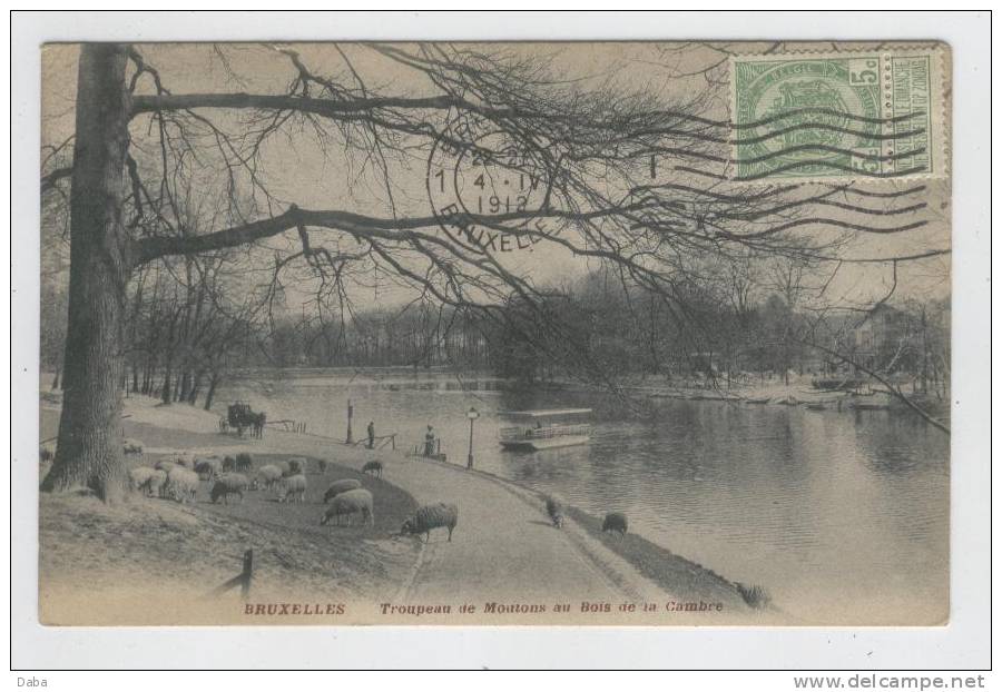 Bruxelles. Troupeau De Moutons Au Bois De La Cambre. - Forêts, Parcs, Jardins